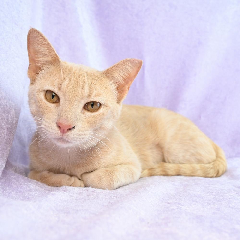 Enlarge Lacy, a Adoptable Domestic Short Hair in Mobile, AL image 3/6