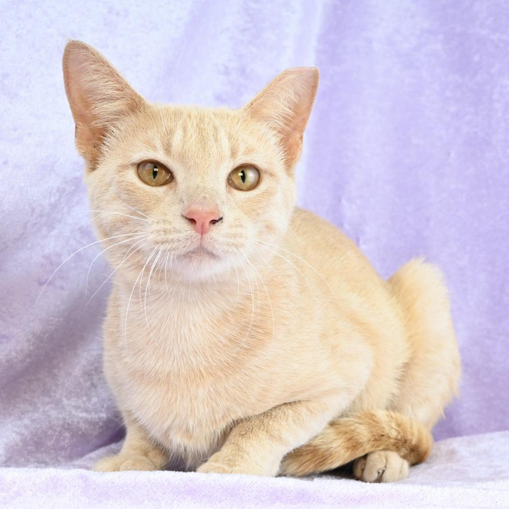 Enlarge Lacy, a Adoptable Domestic Short Hair in Mobile, AL image 4/6