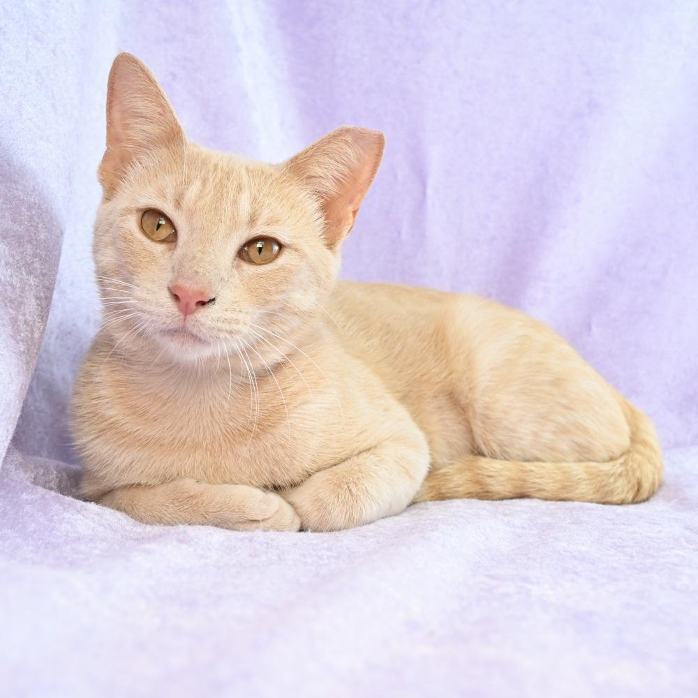 Enlarge Lacy, a Adoptable Domestic Short Hair in Mobile, AL image 5/6