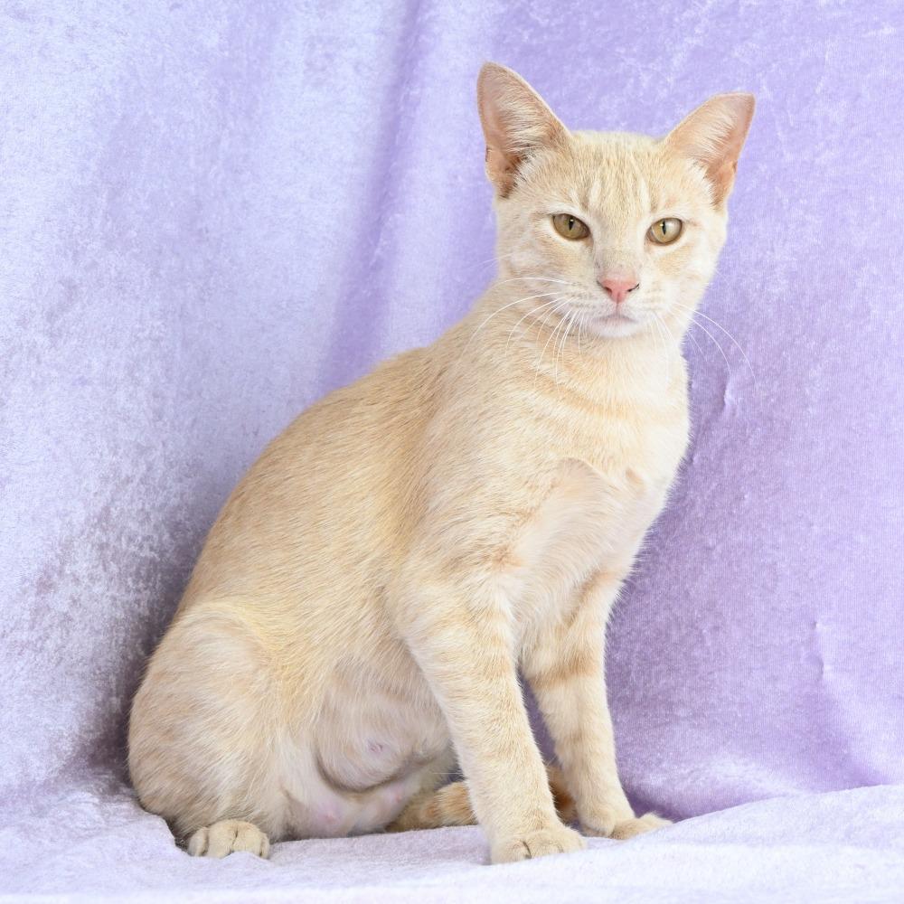 Enlarge Lacy, a Adoptable Domestic Short Hair in Mobile, AL image 6/6