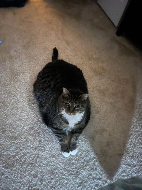 Scarlett, Adoptable, Adult Female American Shorthair.