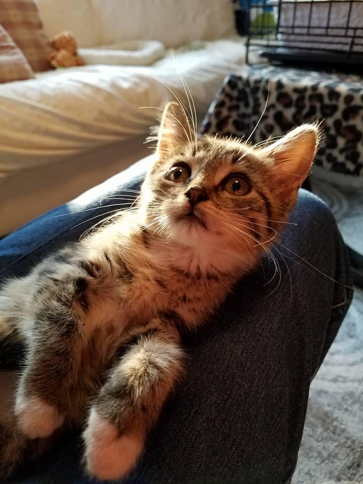 Scarlett, a Adoptable American Shorthair in Trexlertown, PA image 2/3