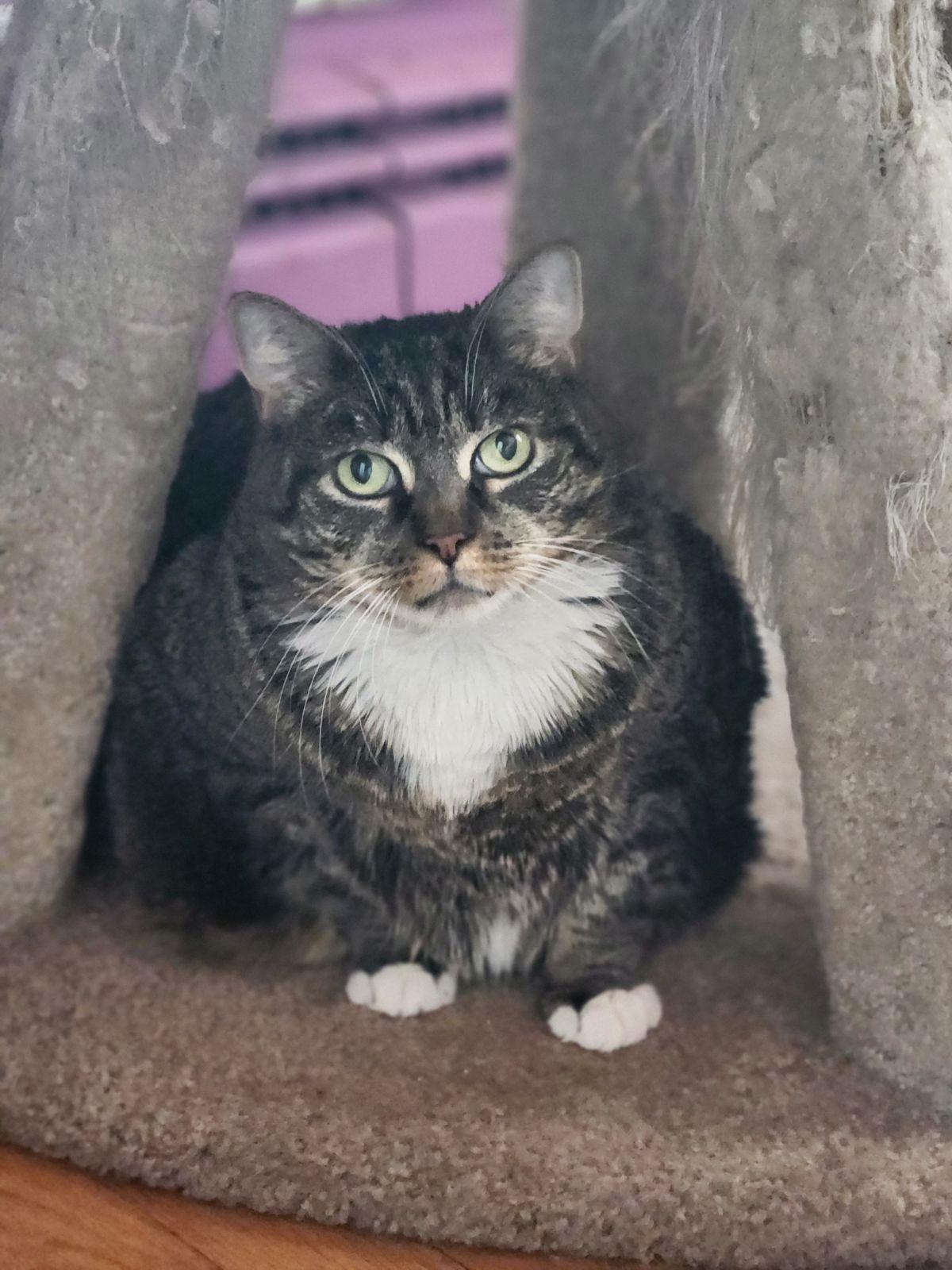 Scarlett, a Adoptable American Shorthair in Trexlertown, PA image 3/3