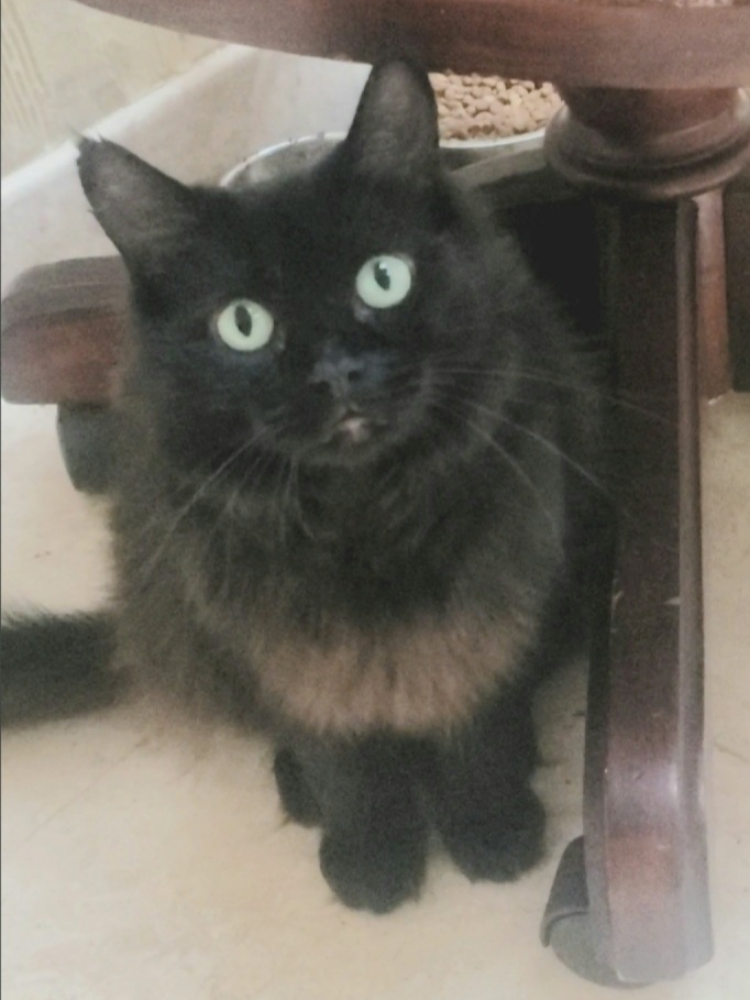 Heidy #diamond-in-the-rough, Adoptable, Young Female Domestic Medium Hair & Maine Coon.