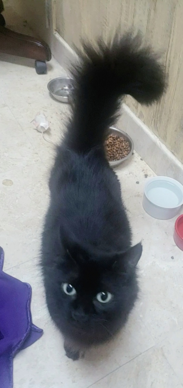 Heidy #diamond-in-the-rough, a Adoptable mixed breed in Houston, TX image 2/4