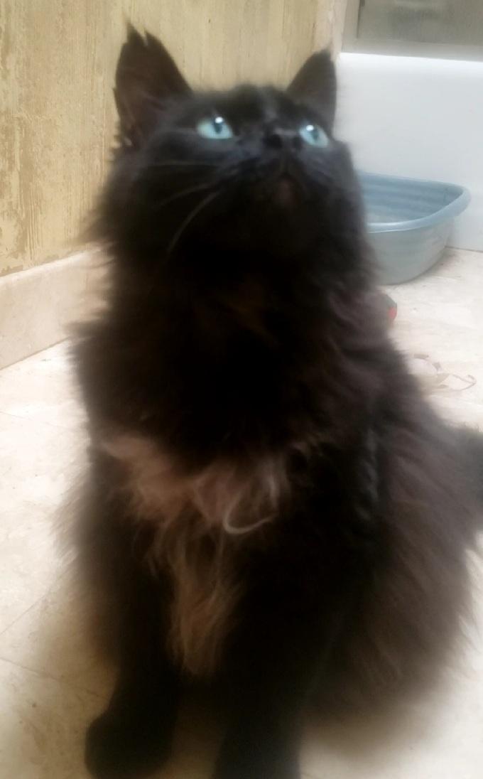 Enlarge Heidy #diamond-in-the-rough, a Adoptable mixed breed in Houston, TX image 2/5