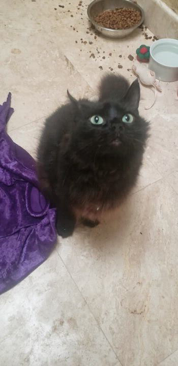 Enlarge Heidy #diamond-in-the-rough, a Adoptable mixed breed in Houston, TX video 3/4