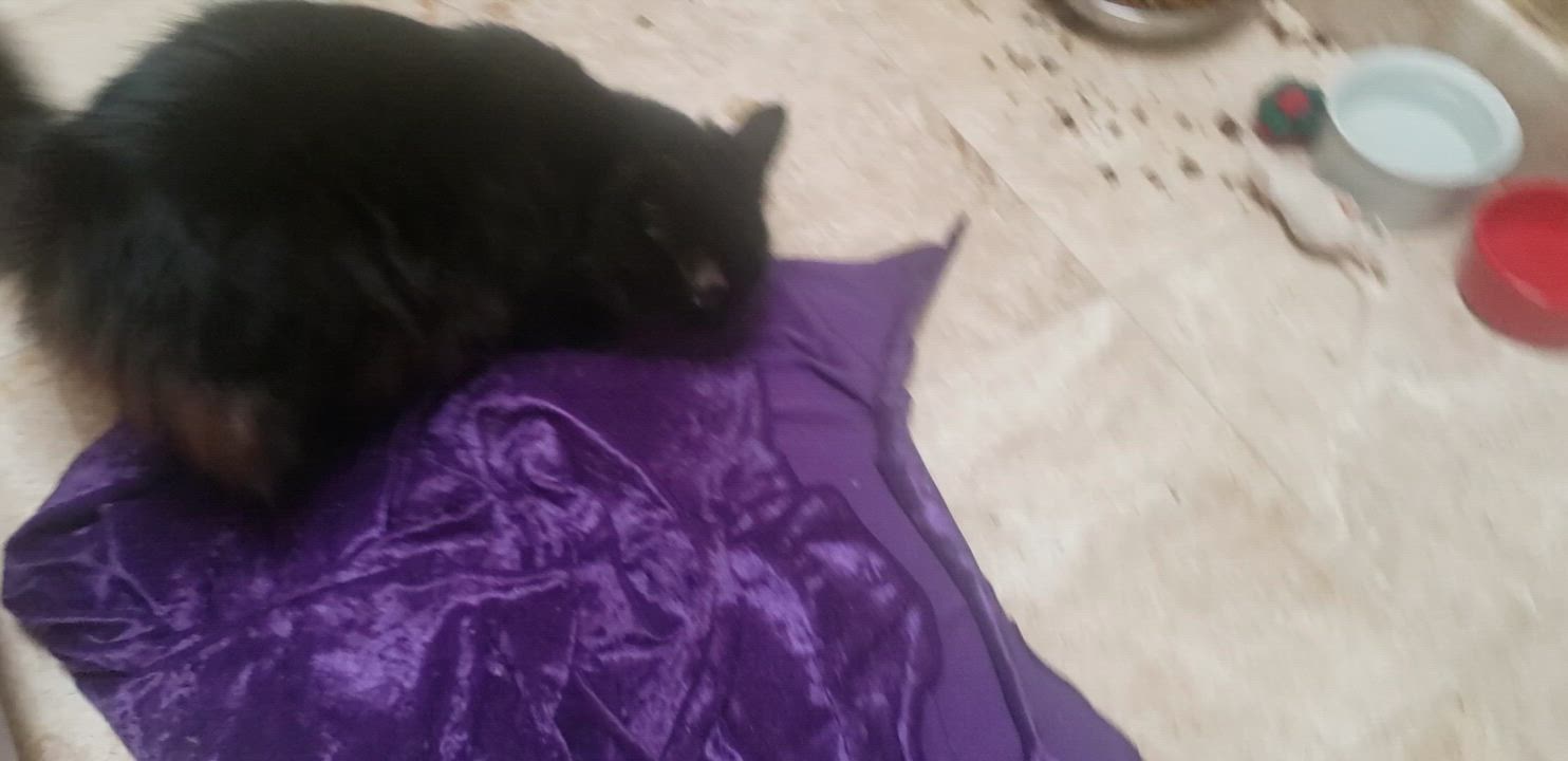 Enlarge Heidy #diamond-in-the-rough, a Adoptable mixed breed in Houston, TX video 4/4