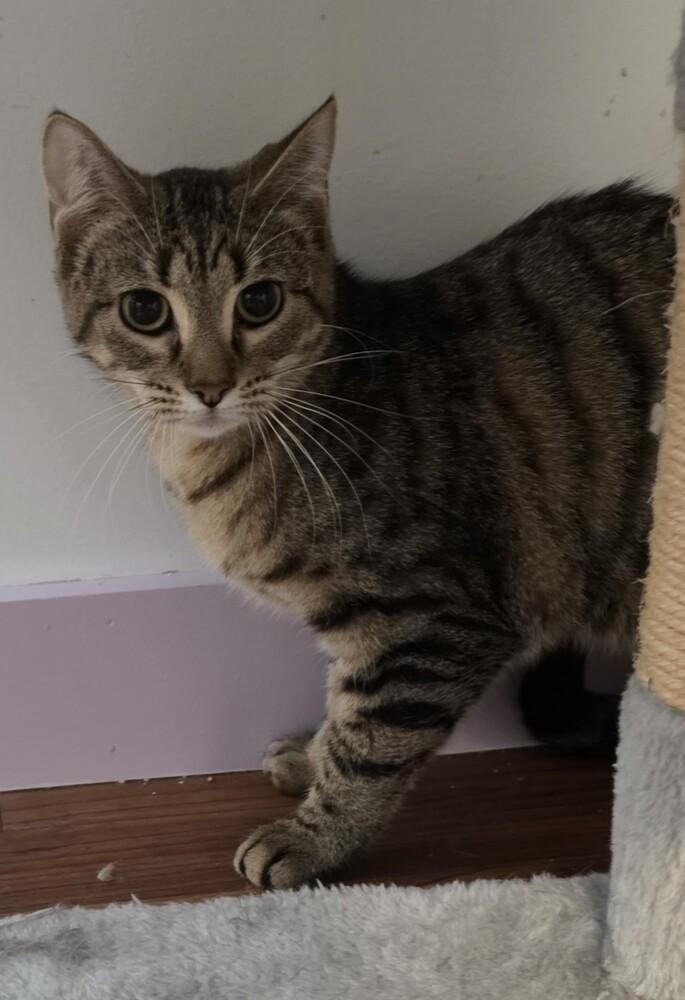Jenny, Adoptable, Kitten Female Domestic Short Hair.