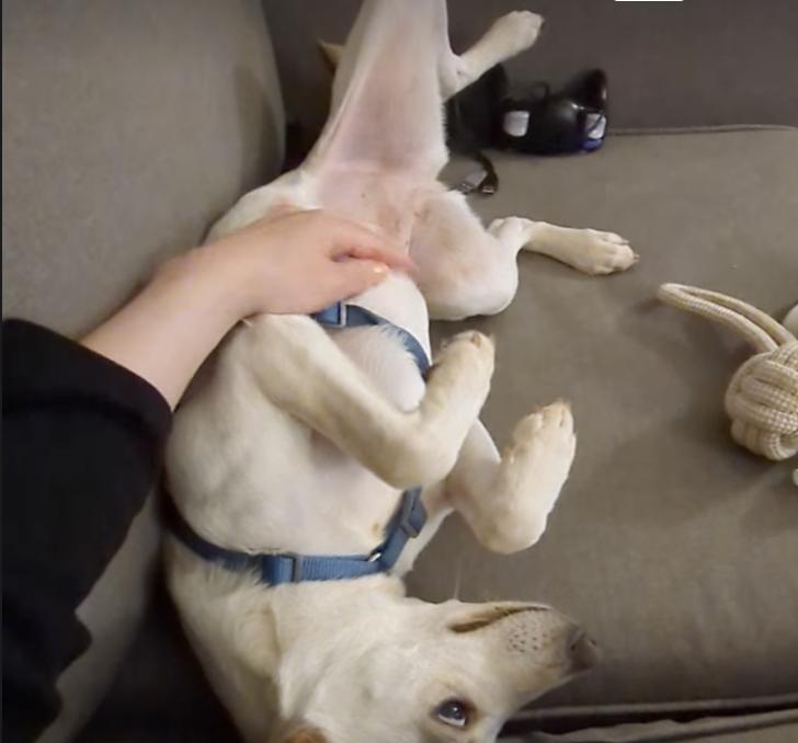 piglet loves kids, a Adopted mixed breed in Menlo Park, CA image 2/6