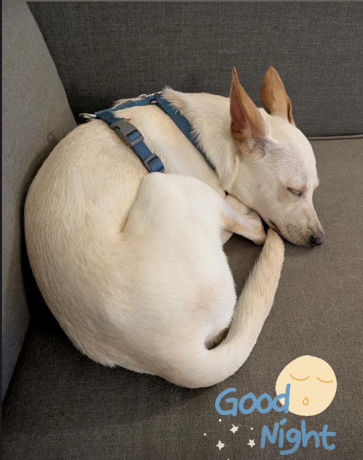 piglet loves kids, a Adopted mixed breed in Menlo Park, CA image 6/6