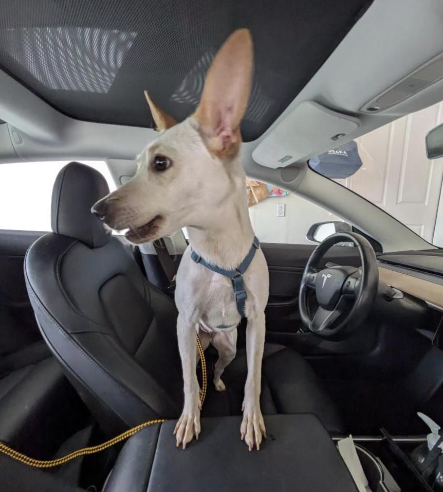 piglet loves kids, a Adopted mixed breed in Menlo Park, CA image 4/6