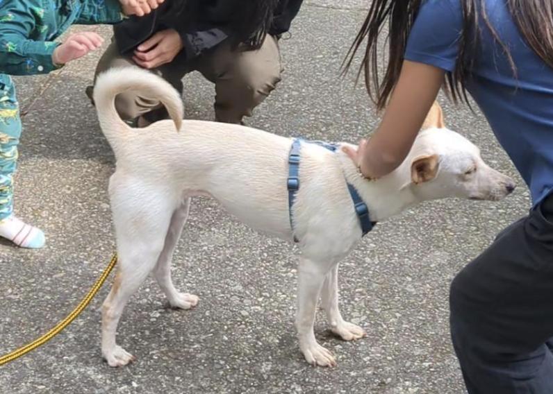 piglet loves kids, a Adopted mixed breed in Menlo Park, CA image 5/6