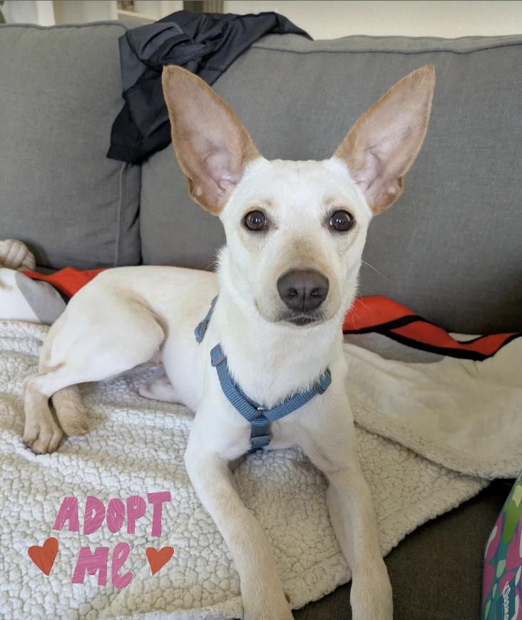 piglet loves kids, a Adopted mixed breed in Menlo Park, CA image 1/6