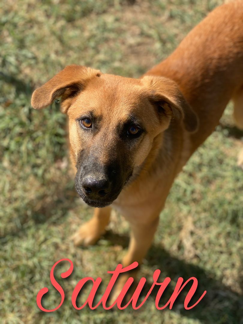 Enlarge Saturn, a Adoptable mixed breed in Dallas, TX image 1/1