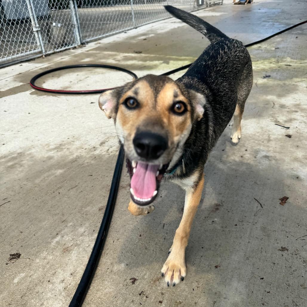 Zeon, ADOPTABLE, Puppy Male German Shepherd Dog & Mixed Breed.