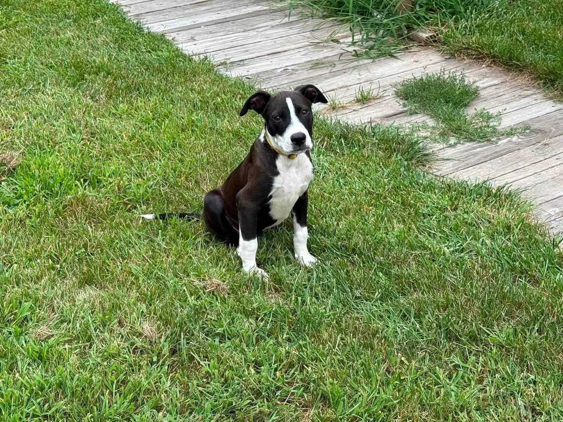 Will Wood, an adopted mixed breed in Portland, ME image 4/5