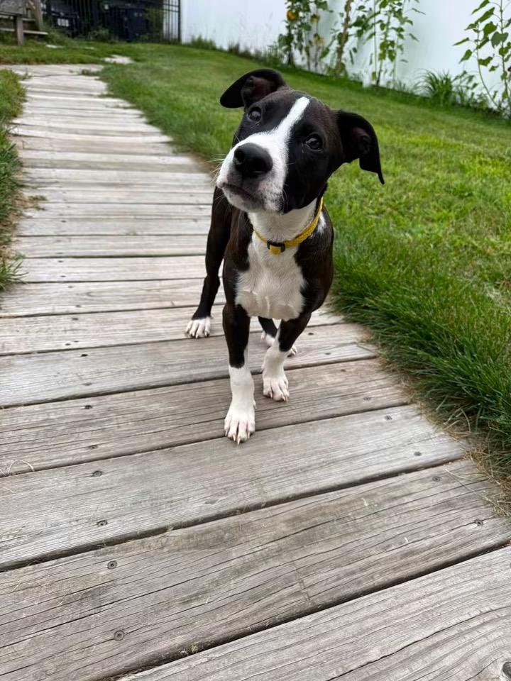 Will Wood, an adopted mixed breed in Portland, ME image 5/5