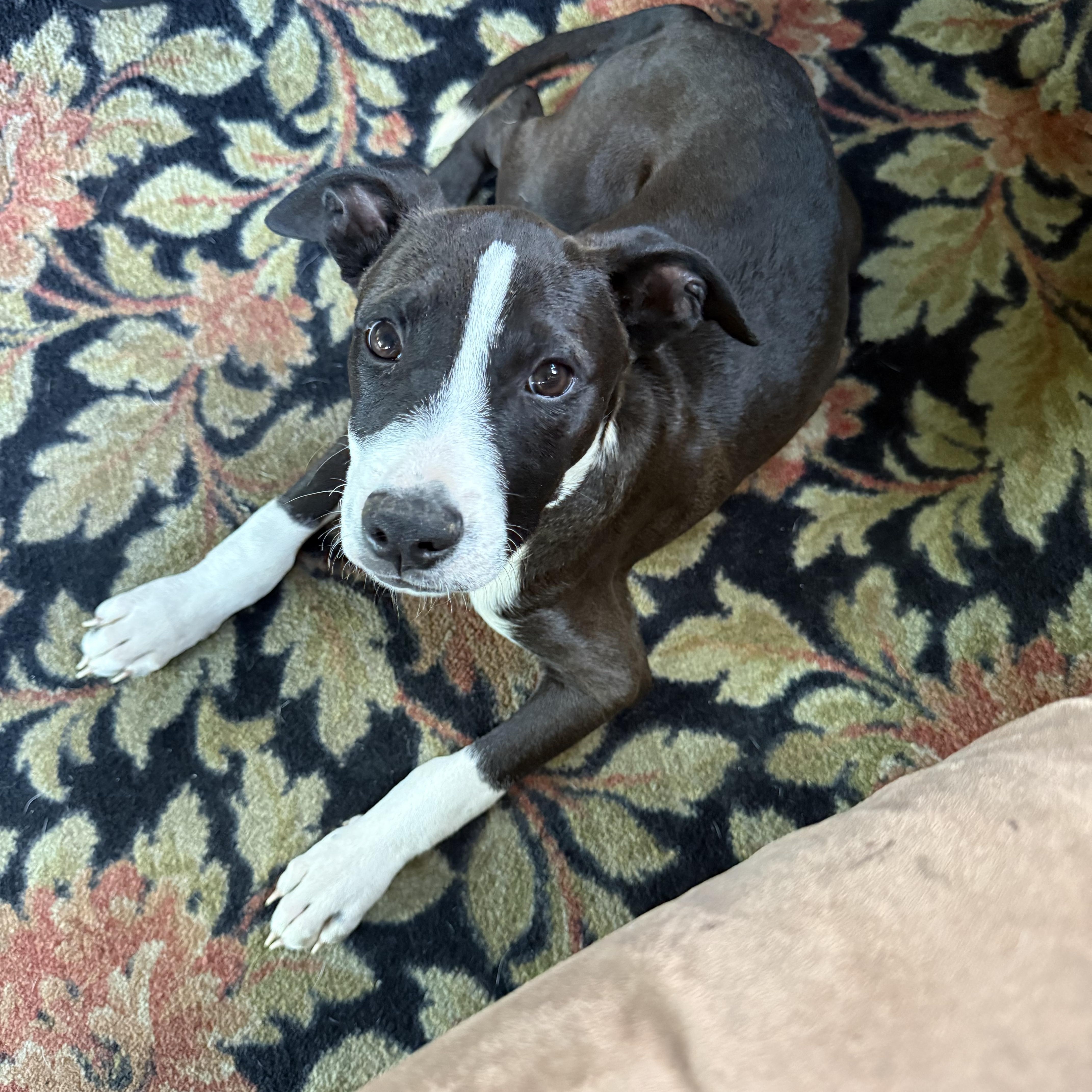 Will Wood, an adopted mixed breed in Portland, ME image 2/5