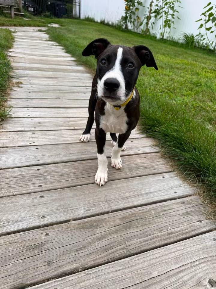Will Wood, an adopted mixed breed in Portland, ME image 1/5