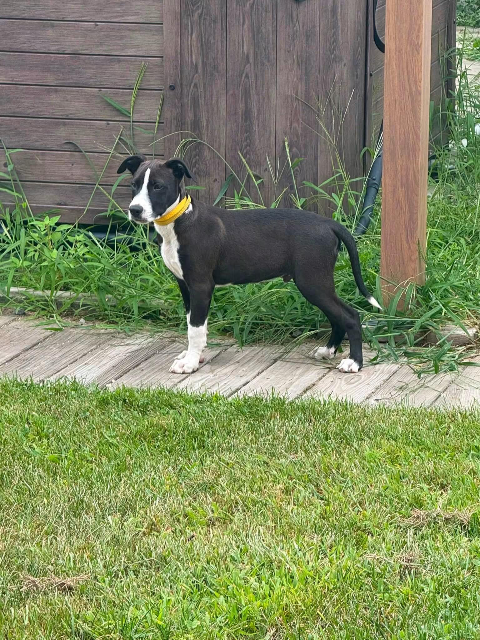 Will Wood, an adopted mixed breed in Portland, ME image 3/5