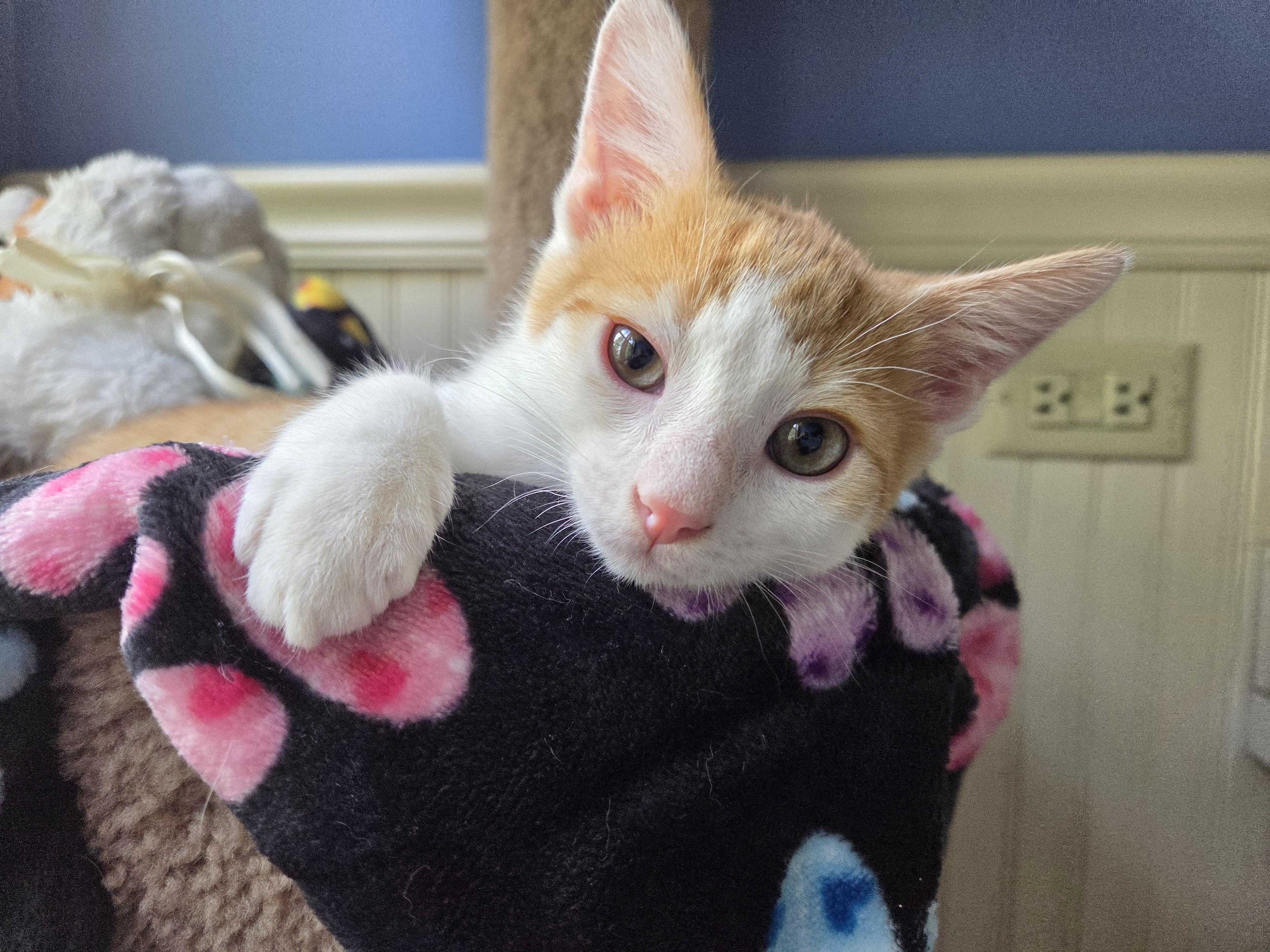 Cinco, a Adopted mixed breed in Huntsburg, OH image 3/4