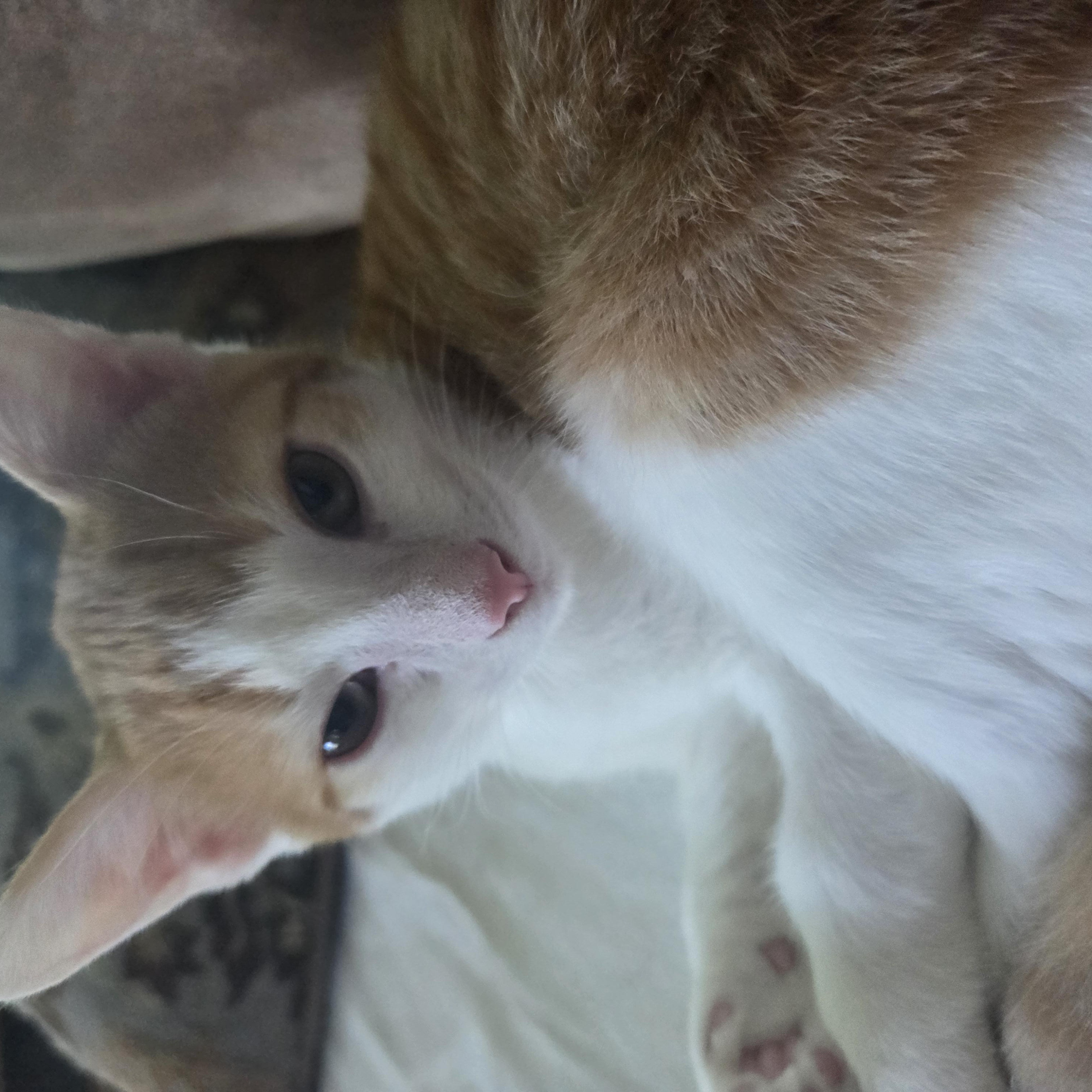 Cinco, a Adopted mixed breed in Huntsburg, OH image 4/4