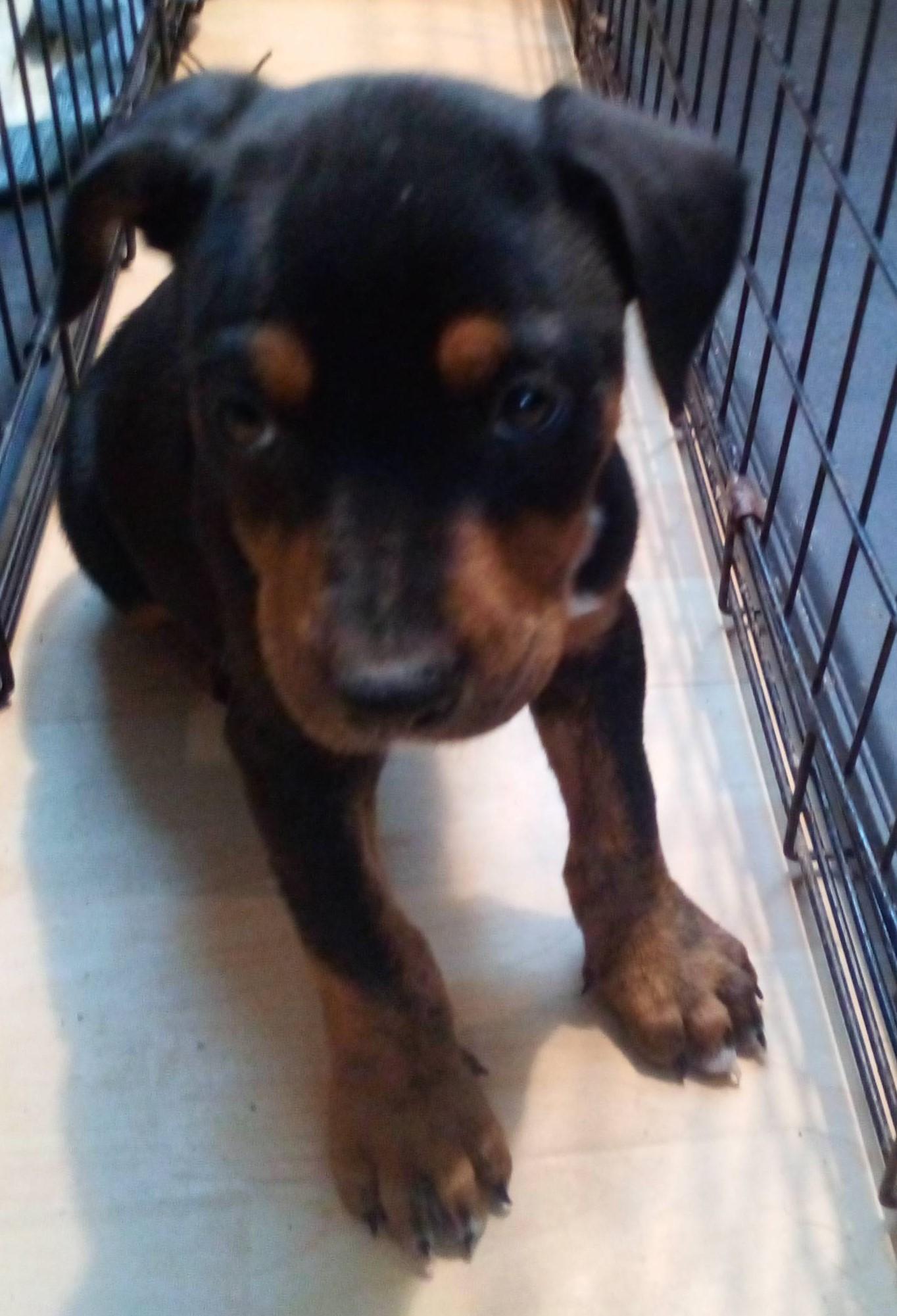 Enlarge Gonzo, a Adoptable mixed breed in South Royalton, VT image 2/2