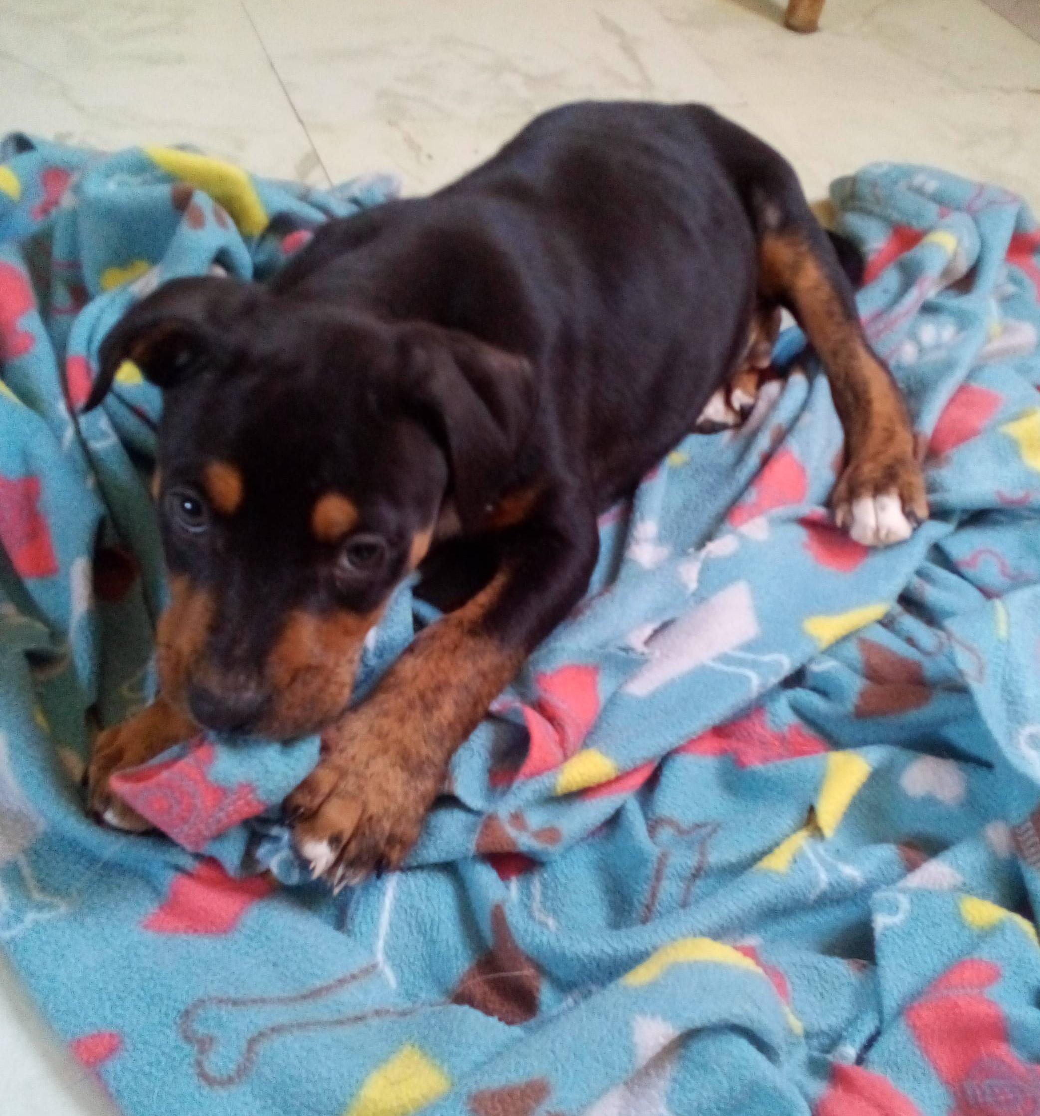 Enlarge Gonzo, a Adoptable mixed breed in South Royalton, VT image 1/2