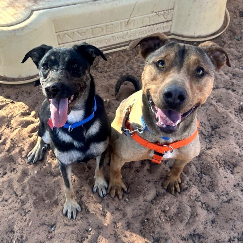 Johnny Blaze, Adoptable, Adult Male Shepherd & Rhodesian Ridgeback.