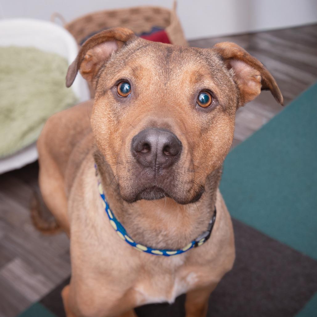 Johnny Blaze, Adoptable, Adult Male Shepherd & Rhodesian Ridgeback.