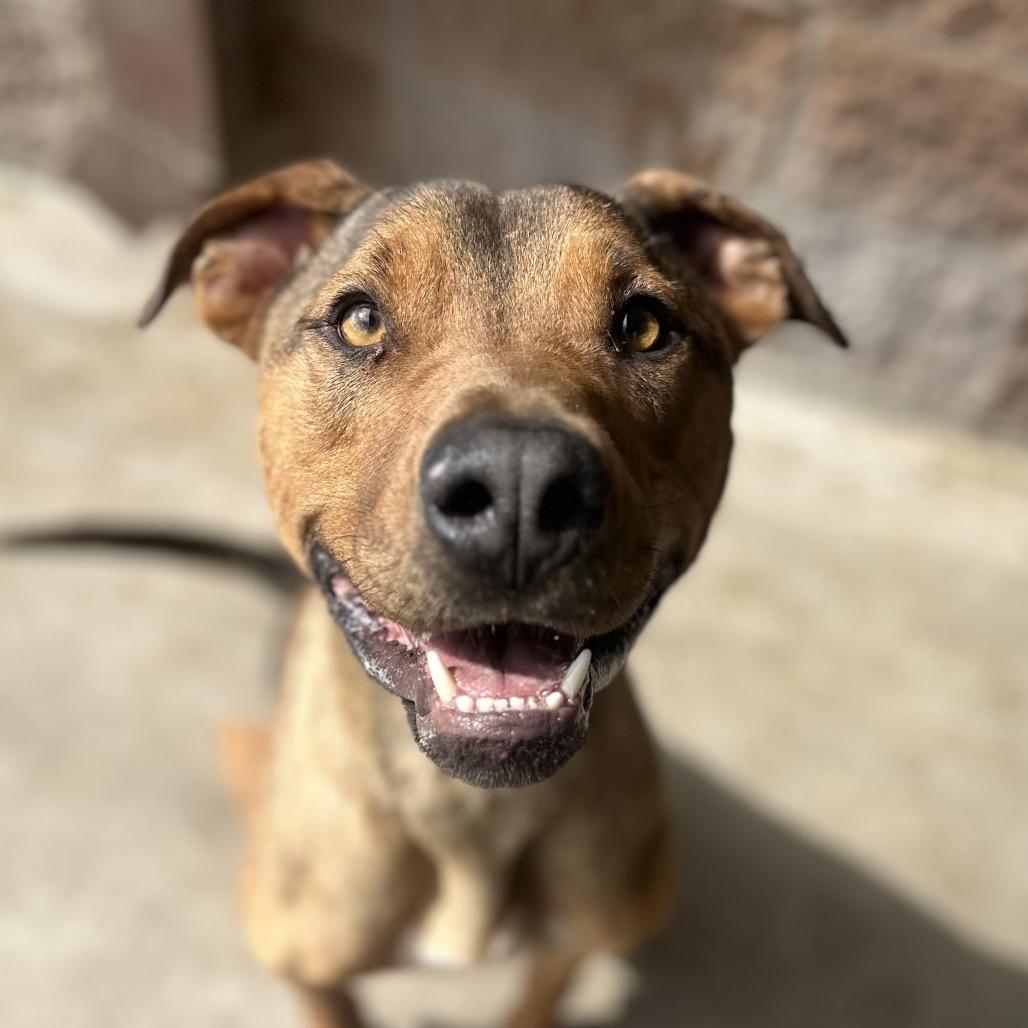 Johnny Blaze, a Adoptable mixed breed in Los Angeles, CA image 4/4