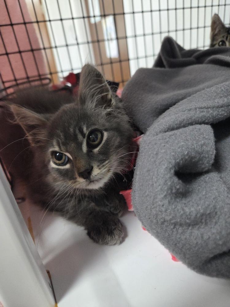 Juniper, Adoptable, Kitten Male Domestic Short Hair.