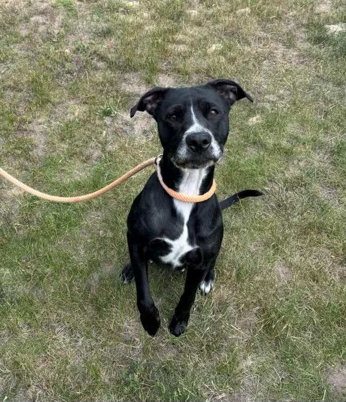 Sophie, an adoptable Pit Bull Terrier in Prudenville, MI, 48651 | Photo Image 1