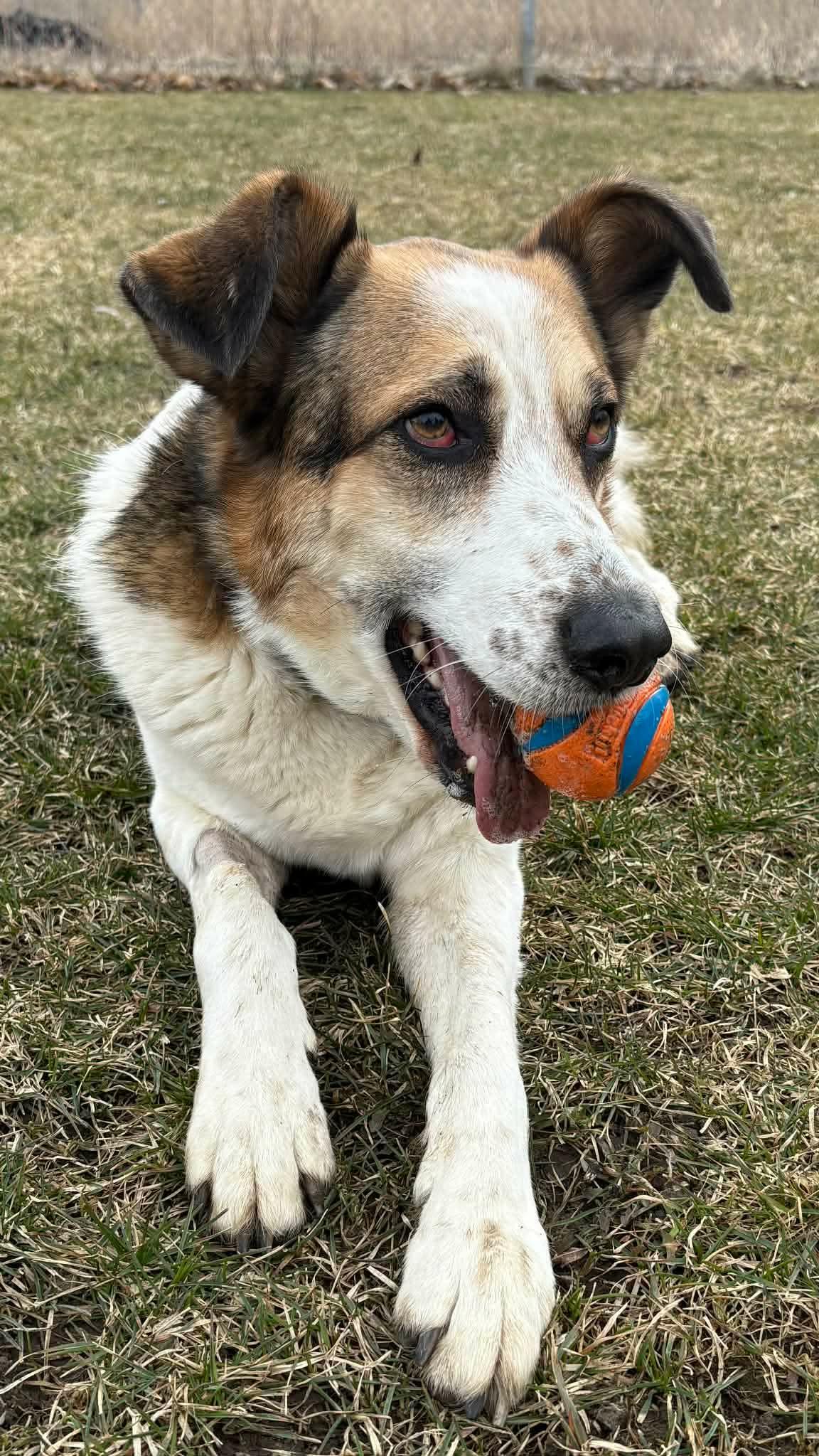 Enlarge Skai, a ADOPTABLE mixed breed in Scarborough, ON image 4/6