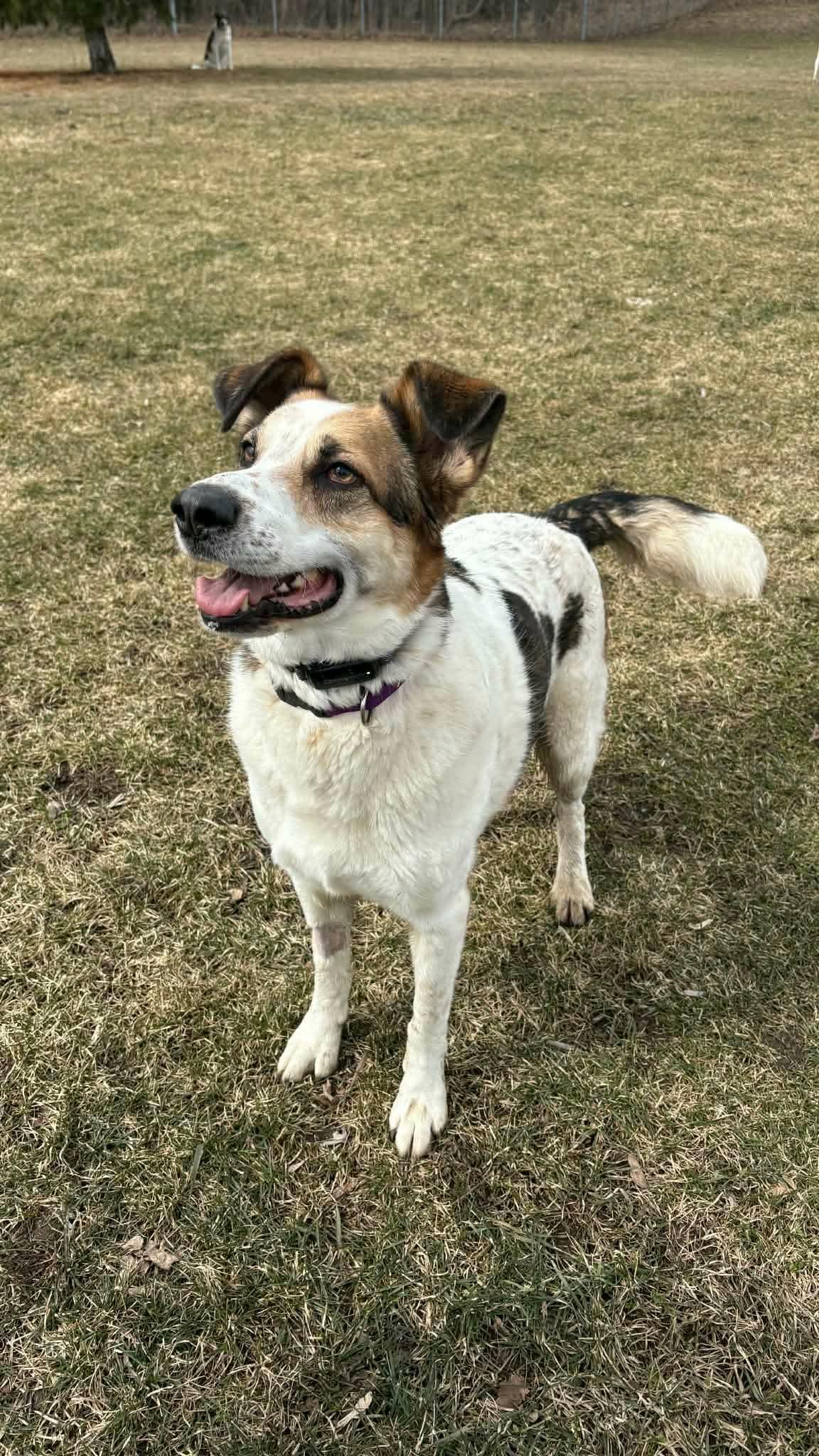 Enlarge Skai, a ADOPTABLE mixed breed in Scarborough, ON image 5/6