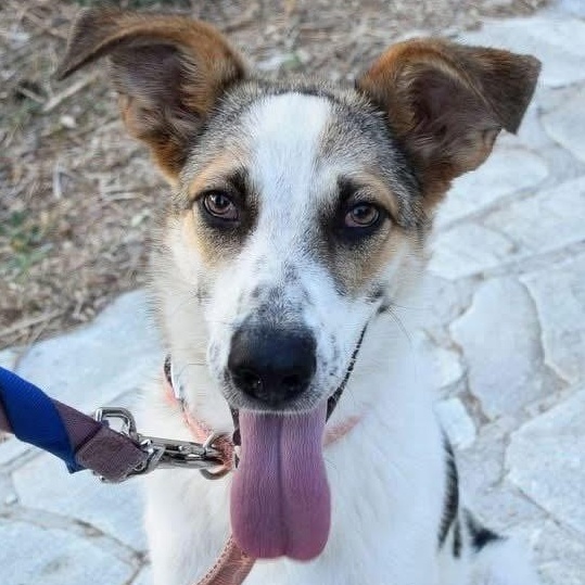 Enlarge Skai, a ADOPTABLE mixed breed in Scarborough, ON image 2/6