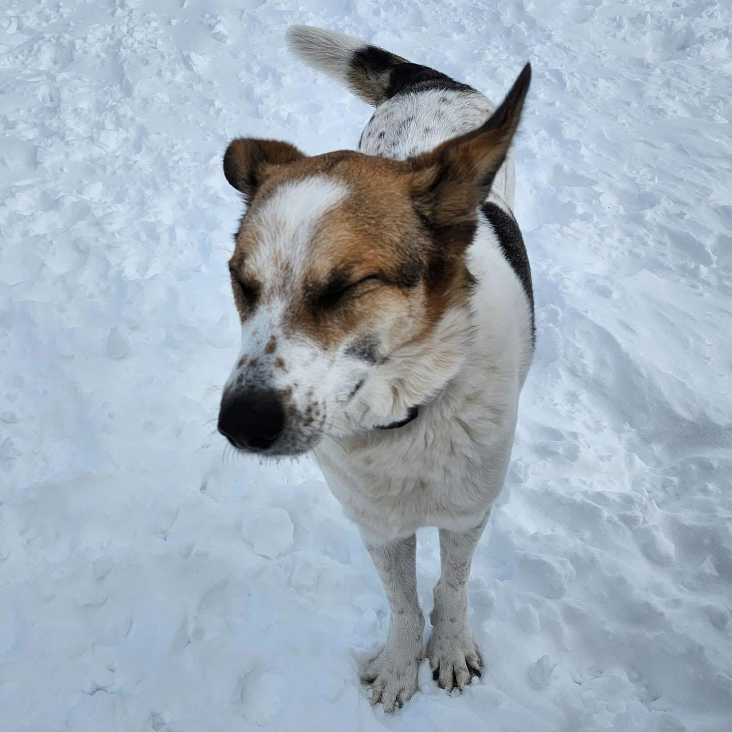 Enlarge Skai, a ADOPTABLE mixed breed in Scarborough, ON image 3/6