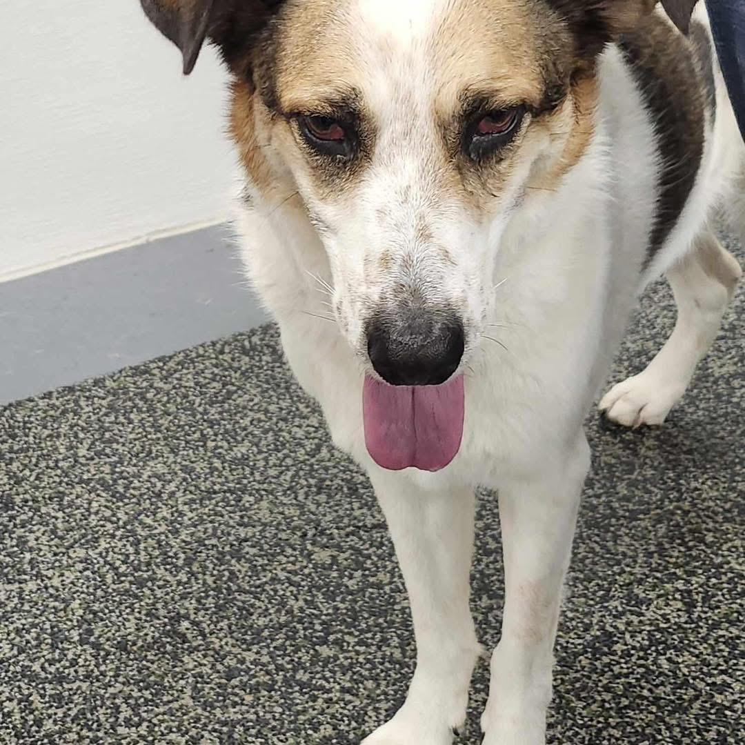 Enlarge Skai, a ADOPTABLE mixed breed in Scarborough, ON image 5/6