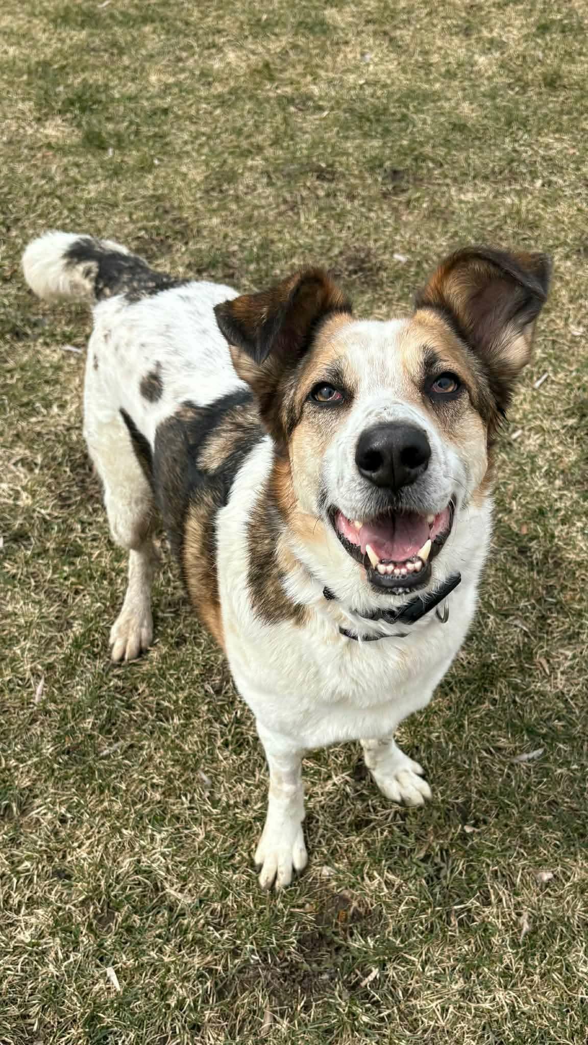 Enlarge Skai, a ADOPTABLE mixed breed in Scarborough, ON image 6/6