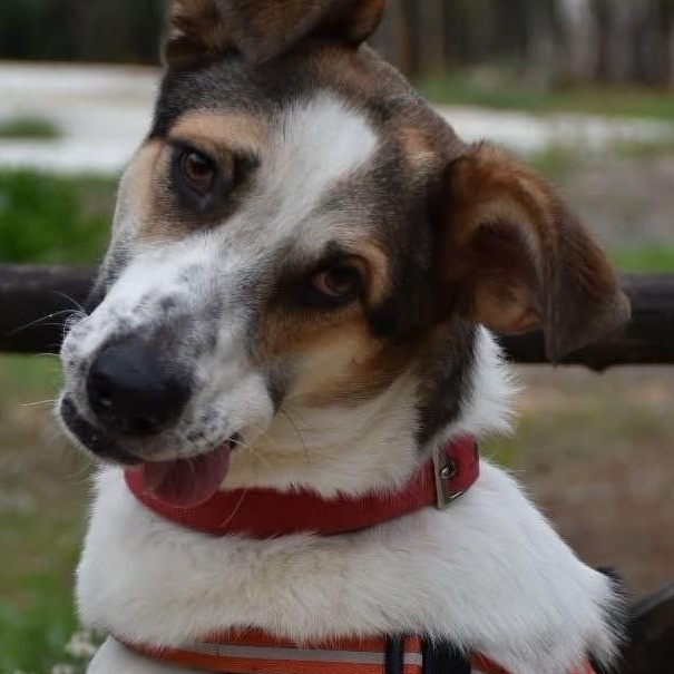 Enlarge Skai, a ADOPTABLE mixed breed in Scarborough, ON image 1/6