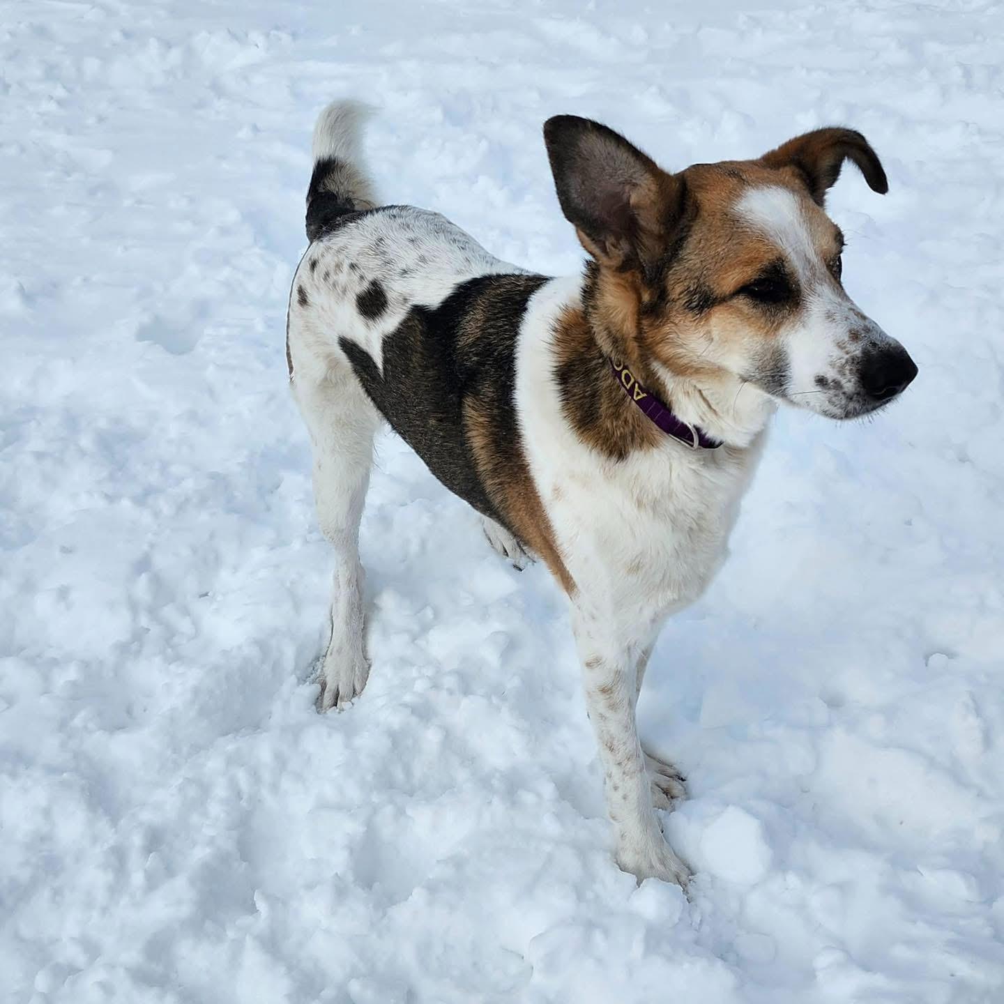 Enlarge Skai, a ADOPTABLE mixed breed in Scarborough, ON image 6/6