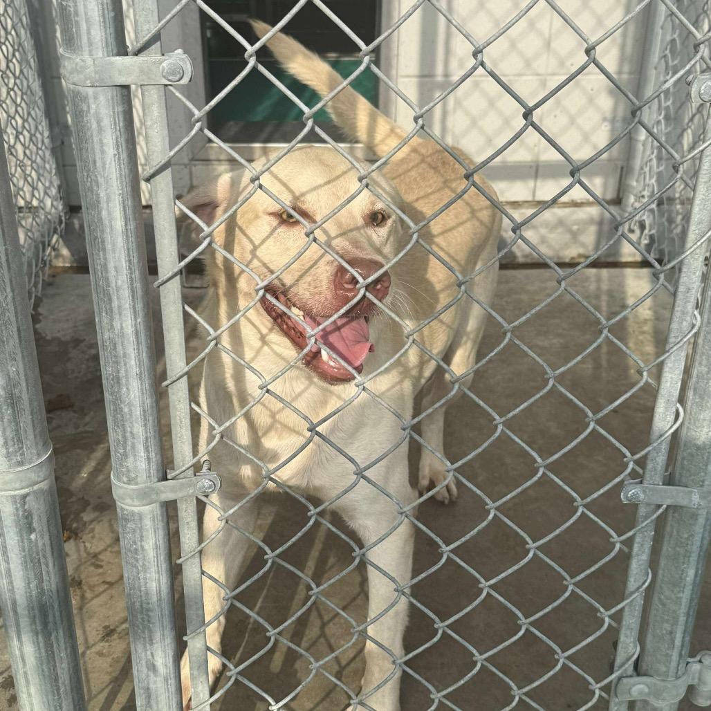 Ryder, a Adoptable Yellow Labrador Retriever in Sydney Mines , NS image 1/4