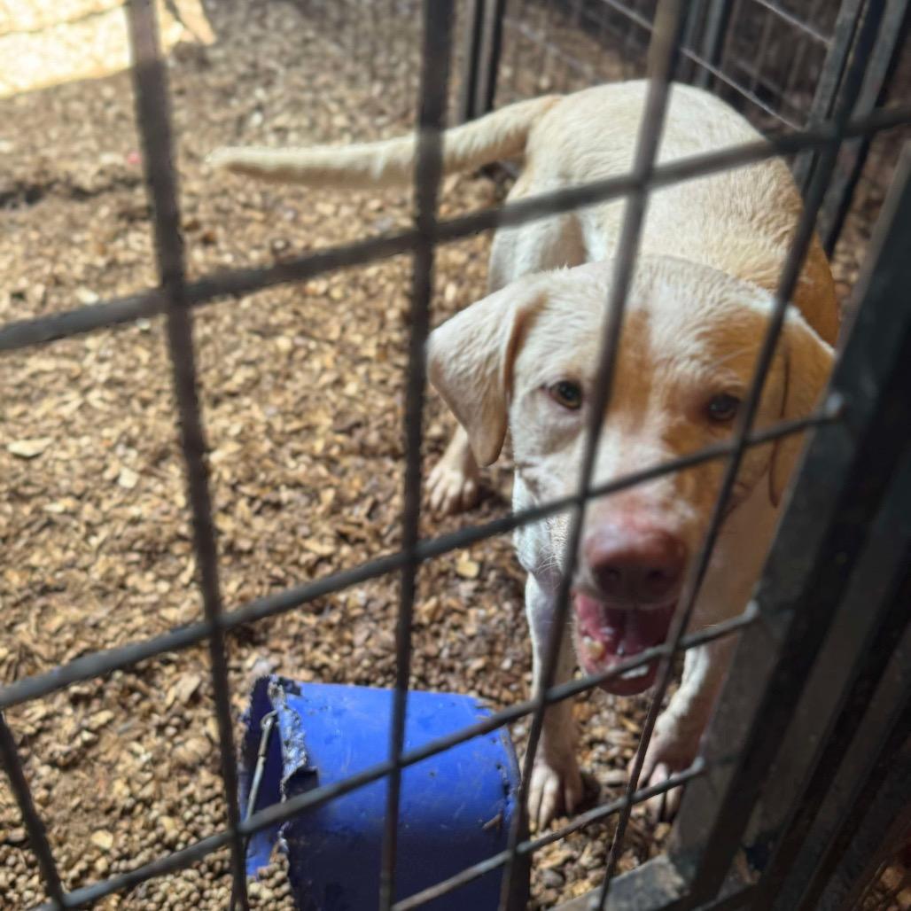 Ryder, a Adoptable Yellow Labrador Retriever in Sydney Mines , NS image 3/4