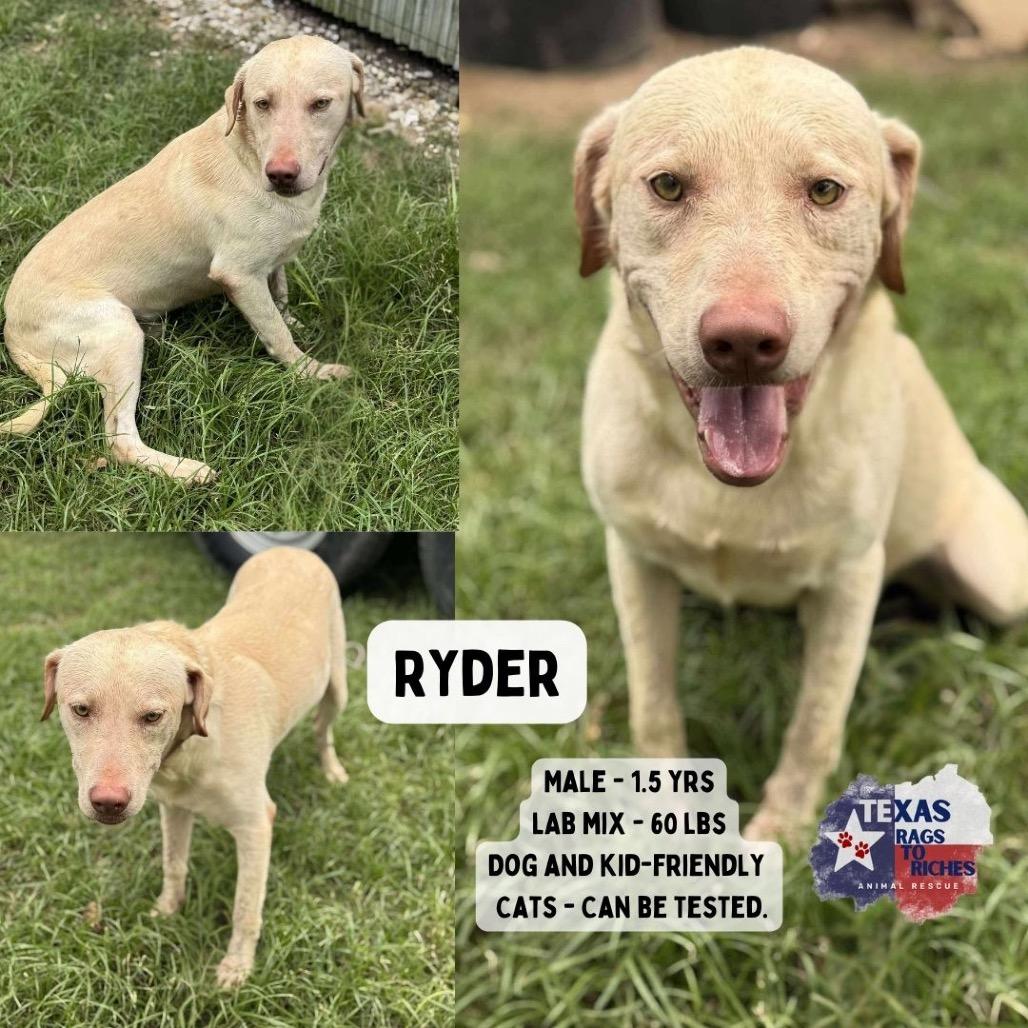 Ryder, a Adoptable Yellow Labrador Retriever in Sydney Mines , NS image 4/4