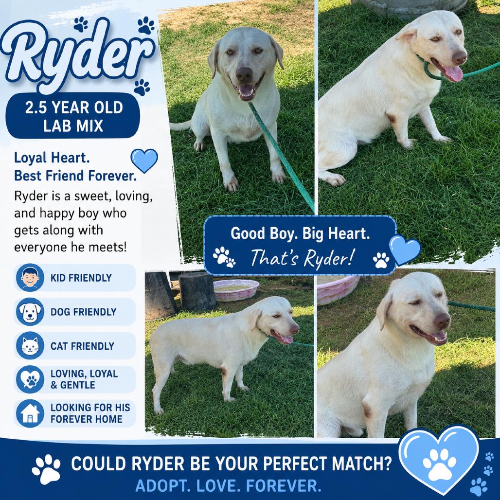 Ryder, a Adoptable Yellow Labrador Retriever in Sydney Mines , NS image 2/4