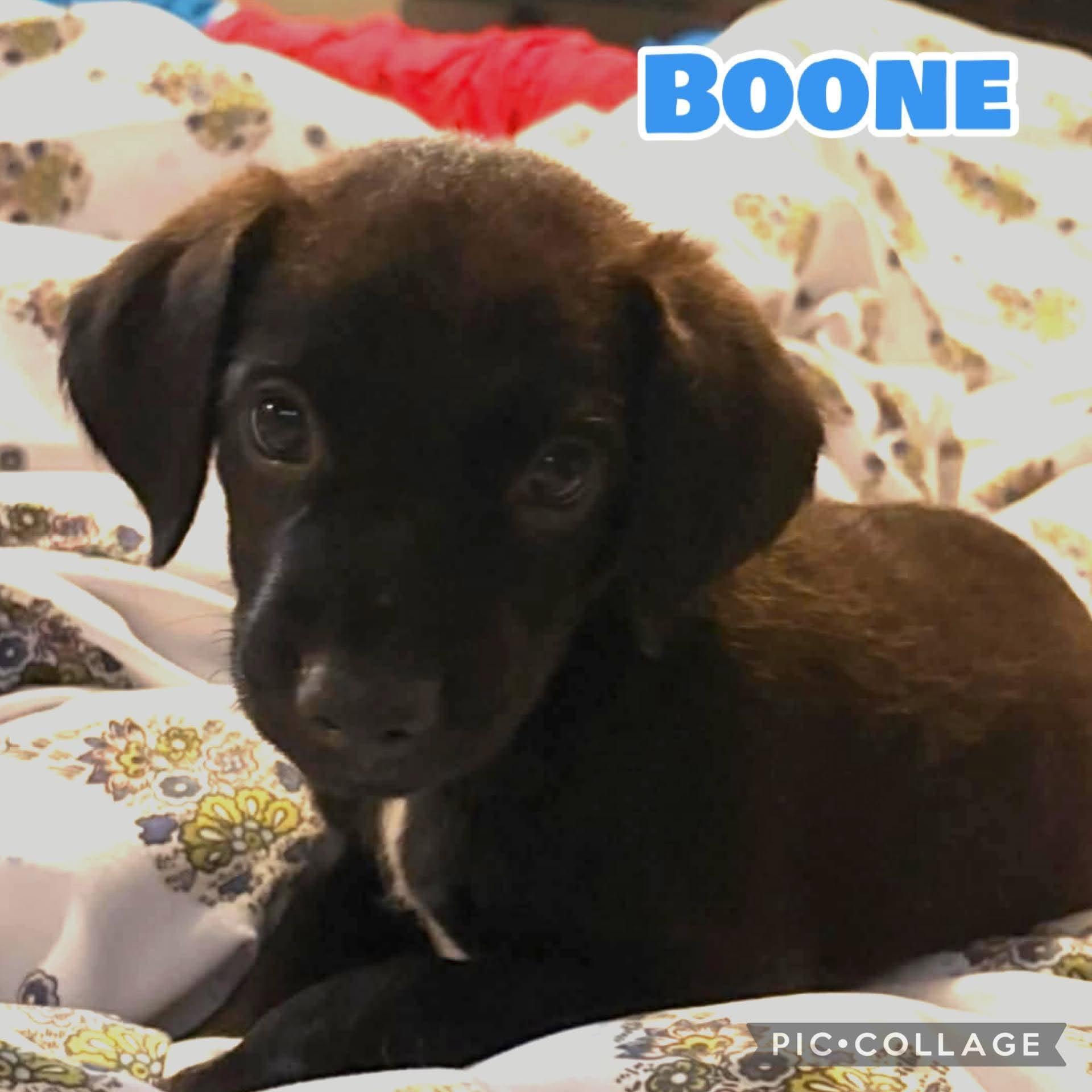 Boone, ADOPTABLE, Puppy Male Labrador Retriever.