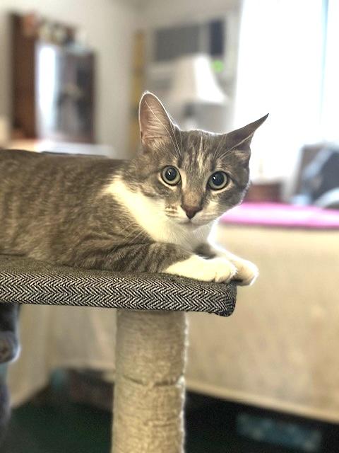 June Bug, Adoptable, Young Female Domestic Short Hair.