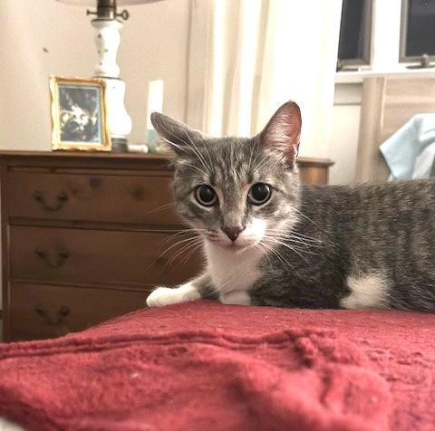 Enlarge June Bug, a Adoptable Domestic Short Hair in North Babylon, NY image 2/2