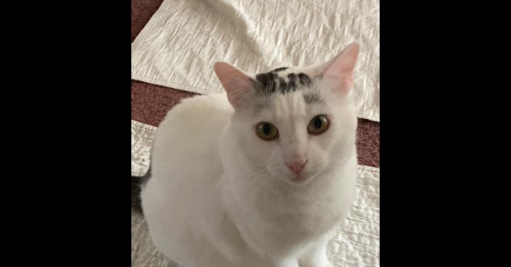 Enlarge Eli, a Adoptable mixed breed in Henrico, VA image 1/6